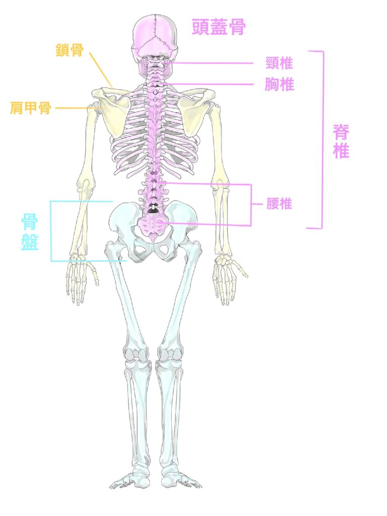 人体の構造を意識しながらボディを下敷きにヌードを描く ファッション画の描き方 ファッションイラストの描き方